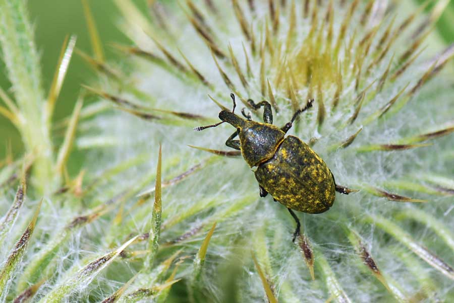 Curculionidae da id. Larinus cf. sturnus